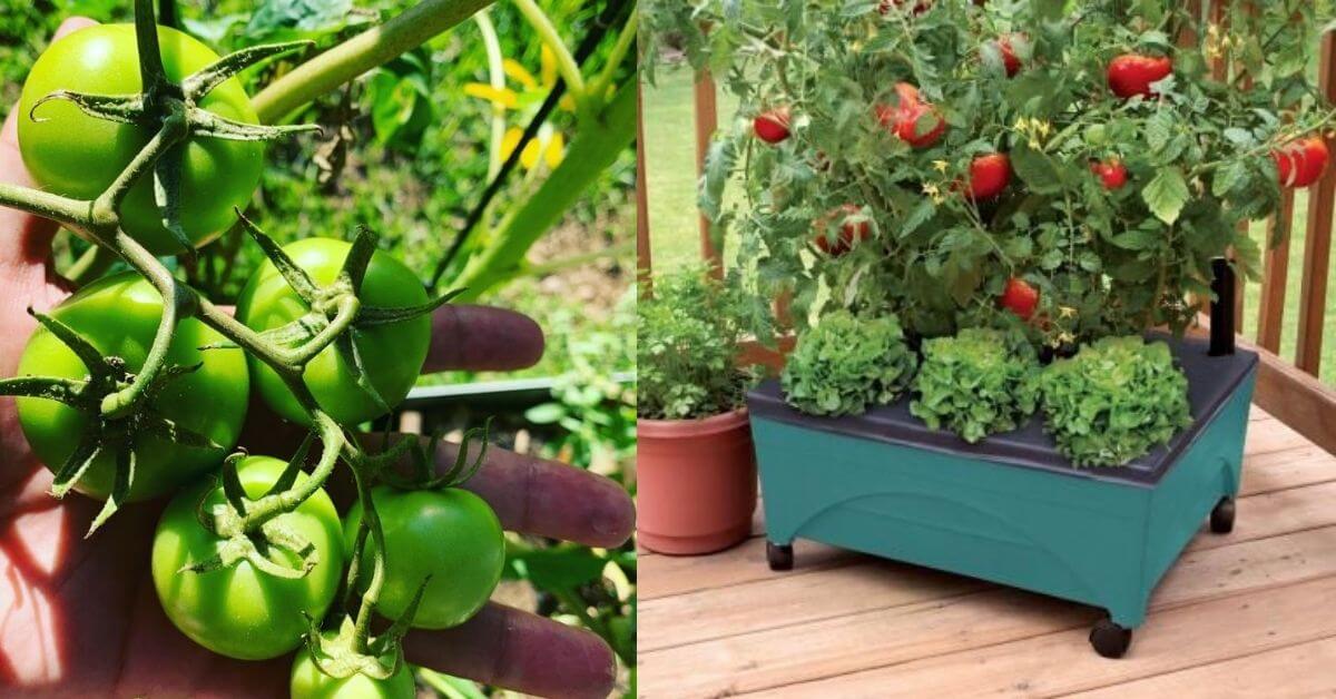 best vegetables to grow in an apartment