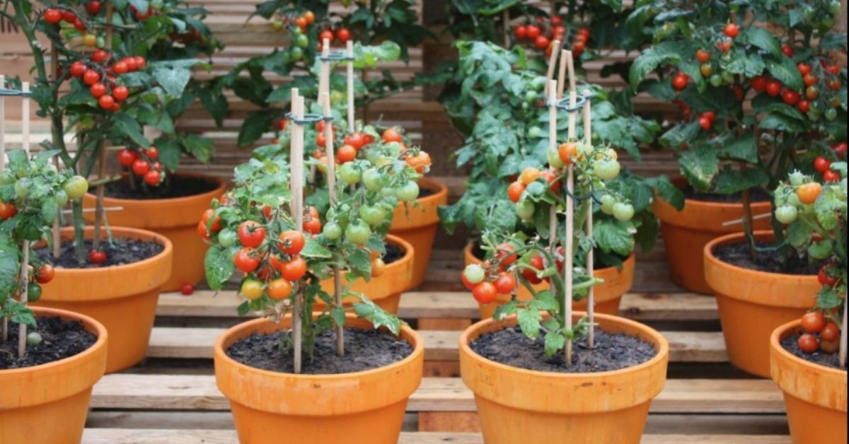 How to Prepare Soil for Tomatoes in Pots