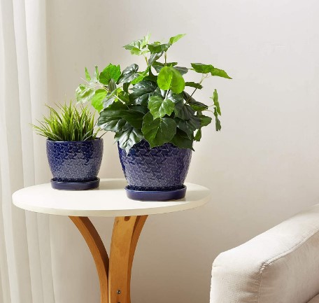 Indoor Plant Combination Ideas