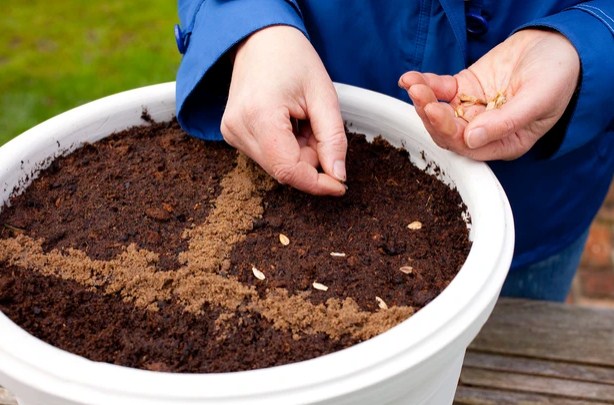 How to plant a flower seed in a pot