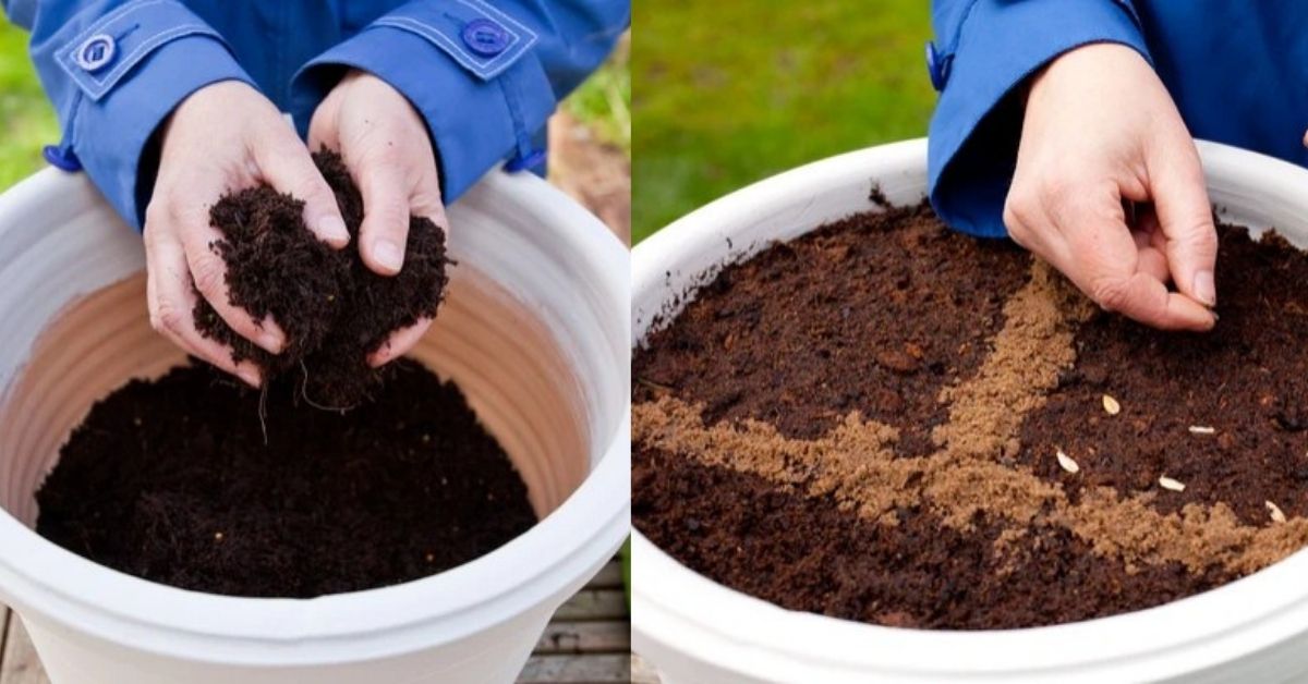 How to plant a flower seed