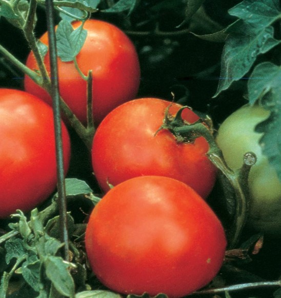 Growing tomato general tips