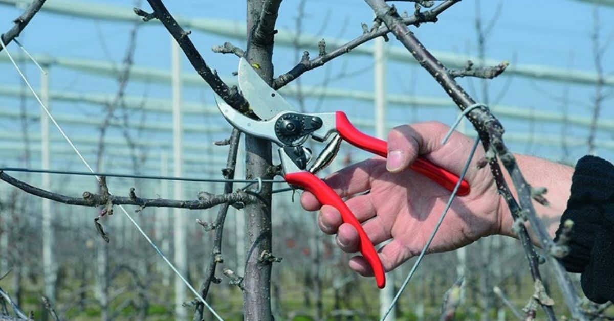 how to clean felco pruners