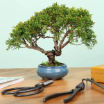 Best bonsai tools for beginners