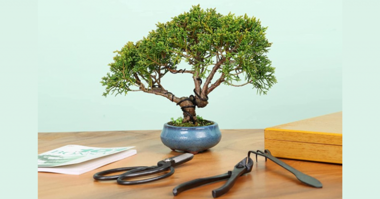 Best bonsai tools for beginners